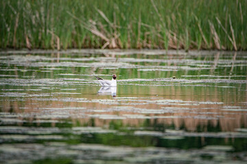 A beautiful seagull flounders in the river on a summer day.