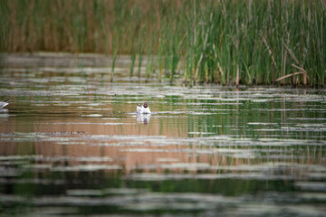 A beautiful seagull flounders in the river on a summer day.