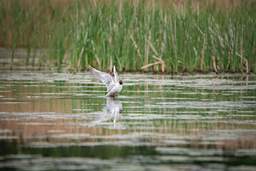 A beautiful seagull flounders in the river on a summer day.