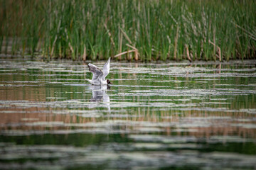 A beautiful seagull flounders in the river on a summer day.