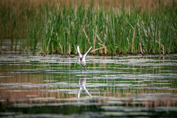 A beautiful seagull flounders in the river on a summer day.