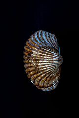 golden ball on black background