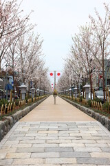 鎌倉の春。段葛。リニューアル工事が行われていた段カズラが2016年3月30日竣工、開通した。桜の木も若木に植え替えられた。