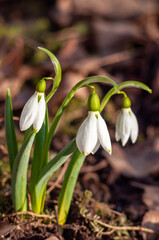 White flowers of snowdrops in the spring rays of the sun, background in defocus