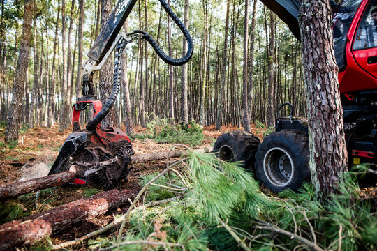 harvester machine knocking down a pine tree to clear up the forest