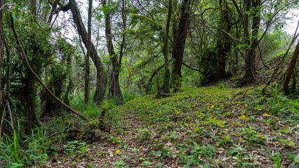 Path in the forest. Widgee, Queensland, Australia 