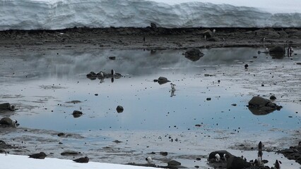 Icebergs and glaciers in Antarctica. Beautiful blue iceberg with mirror reflection floats in open...