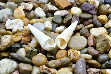 貝殻