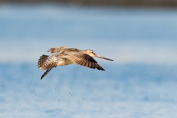 オオソリハシシギ飛翔 (Bar-tailed Godwit)