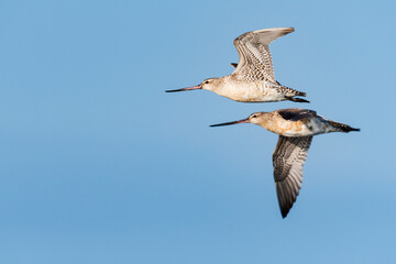 オオソリハシシギ飛翔 (Bar-tailed Godwit)
