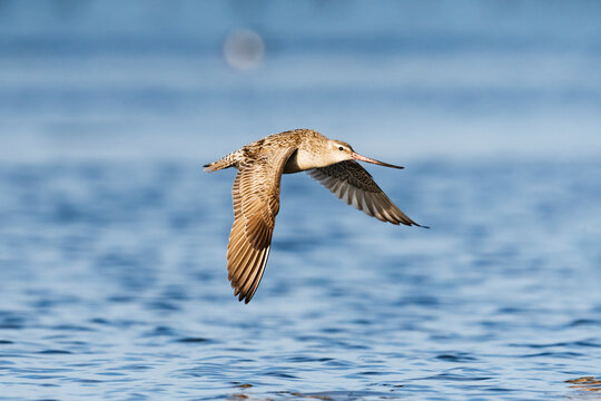 オオソリハシシギ飛翔 (Bar-tailed Godwit)
