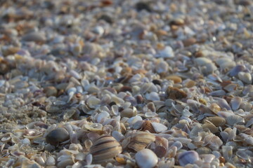 Shells and stones on sand beach