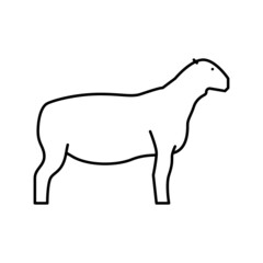 dorper sheep line icon vector illustration