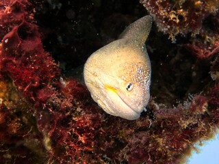 Moray eel