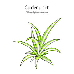 Fototapeta premium Spider plant Chlorophytum comosum , medicinal and house plant.