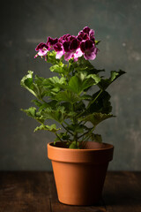Royal pelargonium flower in a ceramic pot