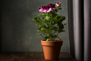 Royal pelargonium flower in a ceramic pot on the table