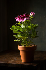 Royal pelargonium flower in a ceramic pot, rustic style