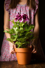 little girl with royal pelargonium in her hands