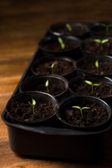 seedlings for the garden
