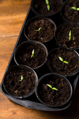 Seedlings of pepper in pots, seedlings for giving