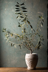 Young olive tree in a white pot
