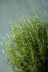 Branches of rosemary, Close-up