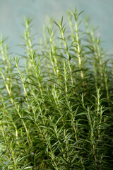 Obraz premium Branches of rosemary