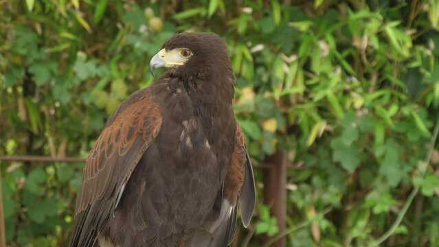 brown eagle in nature slow motion 4k