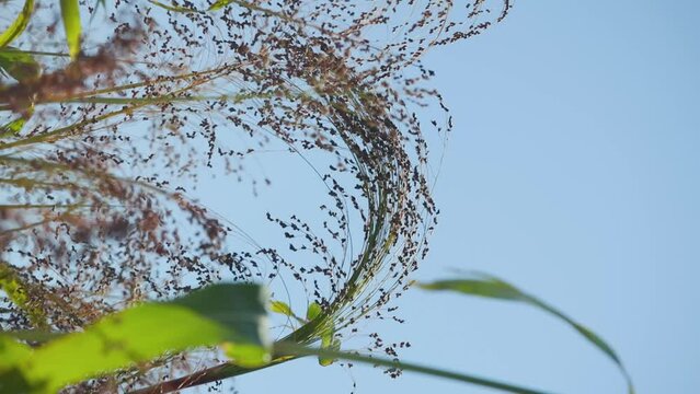 Growing proso millet in agriculture. Plant of Panicum Miliaceum, commonly known as Proso Millet or Common Millet. Ripening brush of millet proso in the field. Vertical video