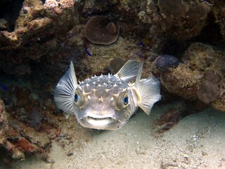 red sea puffer fish © Ayman