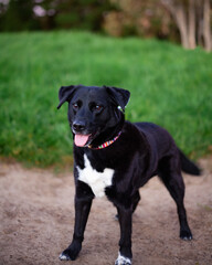 Film photo of Buddy the Borador