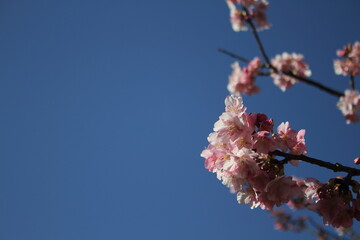 Sakura (Cherry blossoms) tree with beautiful blue sky.