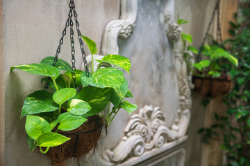 Epipremnum aureum or Golden pothos hang on wall