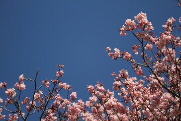 Sakura (Cherry blossoms) tree with beautiful blue sky.