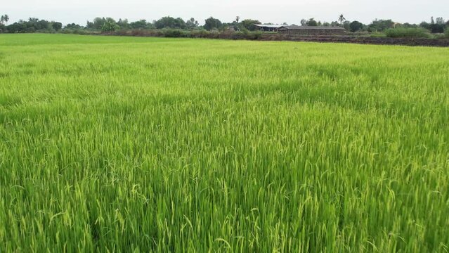Thai rice fields 007