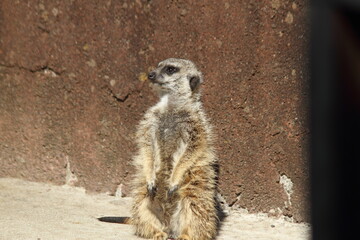 Meerkat standing looking for something. 