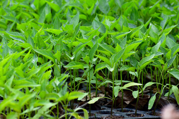 Fresh Chilli seedlings are planted.