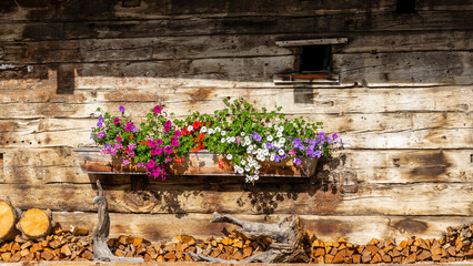 Fototapeta na wymiar Traditional colorful flower box at the Alps and Dolomites. Summer time. Mix of flowers and colors. General contest of the European Alps