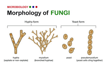 Microbiology illustration shows basic morphology of fungi including hypha or hyphae form (mycelium) and yeast form with unicellular and pseudomycelium    - obrazy, fototapety, plakaty