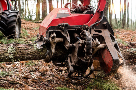 close up view of a harvester machine truncating a pine tree to thin out the forest