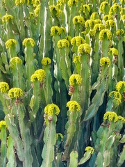 Kakteen - Euphorbia canariensis