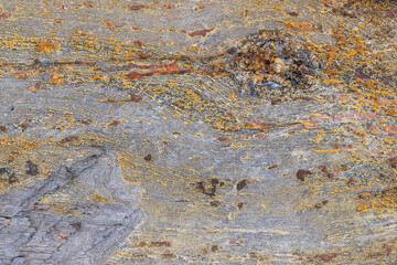 Texture of a tree with a resin
