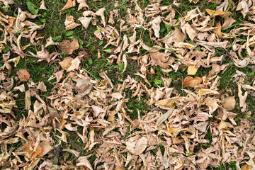 Texture of yellowed fallen leaves