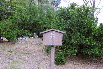 徳川家康が植えたミカンの木／【駿府城公園】日本静岡県静岡市