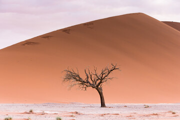 Minimal shot of dead tree and sand dunes in the desert  - Powered by Adobe