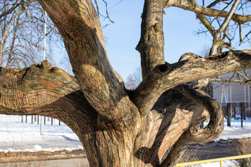Fototapeta na wymiar Bare dry tree branches in winter closeup