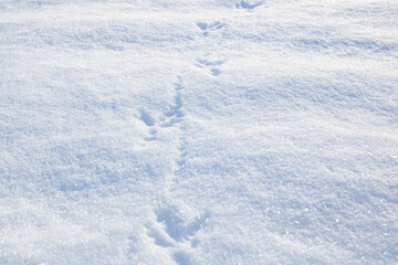Fototapeta na wymiar Bird footprints in the snow in sunlight