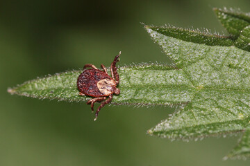 Dermacentor marginatus waiting on a nettle leaf 