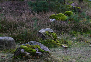 Historisches Stein Grab in der Krelinger Heide, Niedersachsen